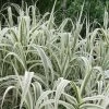 Arundo Donax Variegata Compact | 9cm Pot -Plants outlet store RH30004809 49e8
