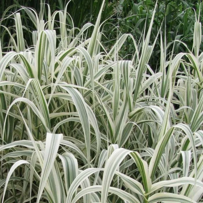 Arundo Donax Variegata Compact | 9cm Pot 3 Arundo Donax Variegata Compact | 9cm Pot