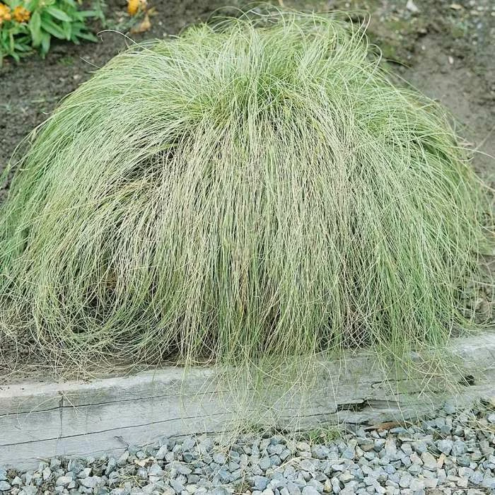 Carex Comans Frosted Curls | 9cm Pot 3 Carex Comans Frosted Curls | 9cm Pot