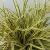 Carex Morrowii Vanilla Ice ('Vanice') (PBR) | 9cm Pot -Plants outlet store RH30004813 6e7c