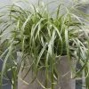Carex Ribbon Falls ('Et Crx02') (PBR) | 9cm Pot 1 Carex Ribbon Falls ('Et Crx02') (PBR) | 9cm Pot -Plants outlet store RH30004815 ca17