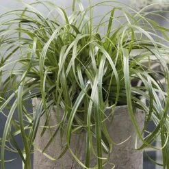 Carex Ribbon Falls ('Et Crx02') (PBR) | 9cm Pot