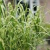 Miscanthus X Giganteus Alligator ('Lottum') (PBR) | 9cm Pot 2 Miscanthus X Giganteus Alligator ('Lottum') (PBR) | 9cm Pot -Plants outlet store RH30004819 7746