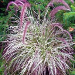 Pennisetum Setaceum Cherry Sparkler (PBR) | 9cm Pot
