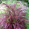 Pennisetum Advena Fireworks (PBR) | 9cm Pot -Plants outlet store RH30004823 cecc