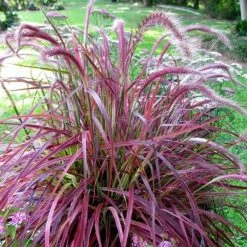 Pennisetum Advena Fireworks (PBR) | 9cm Pot