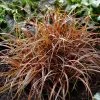 Uncinia Rubra Everflame ('Belinda's Find') (PBR) | 9cm Pot -Plants outlet store RH30004825 f297