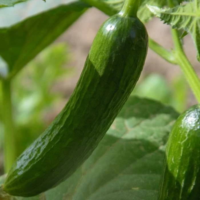 Cucumber Femspot F1 | 8.5cm Pot 3 Cucumber Femspot F1 | 8.5cm Pot