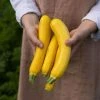 Courgette Jemmer F1 | 8.5cm Pot -Plants outlet store RH30004858 c467