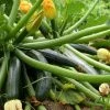 Courgette El Greco F1 | 8.5cm Pot -Plants outlet store RH30004859 af05