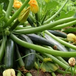 Courgette El Greco F1 | 8.5cm Pot