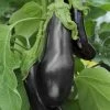 Aubergine Black Beauty | 8.5cm Pot -Plants outlet store RH30004869 ba70