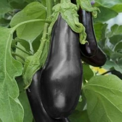 Aubergine Black Beauty | 8.5cm Pot