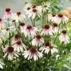 Echinacea Pretty Parasols ('JS Engeltje') (PBR) | 9cm Pot 2 Echinacea Pretty Parasols ('JS Engeltje') (PBR) | 9cm Pot -Plants outlet store RH30004874 5aab