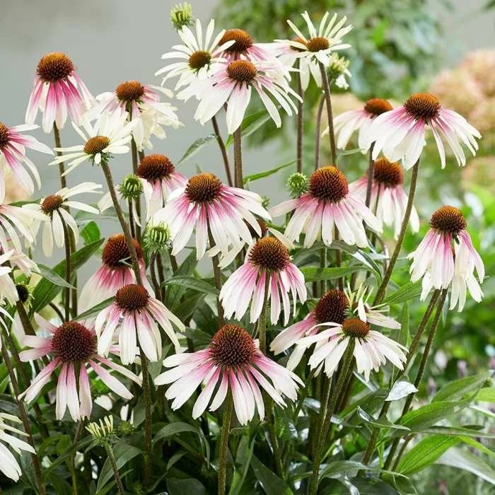 Echinacea Pretty Parasols ('JS Engeltje') (PBR) | 9cm Pot 3 Echinacea Pretty Parasols ('JS Engeltje') (PBR) | 9cm Pot