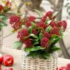 Skimmia Japonica Red Dwarf ('Moerings 2') (PBR) | 9cm Pot -Plants outlet store RH30004876 84b1