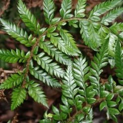 Polystichum Neolobatum | 9cm Pot