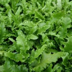 Asplenium Scolopendrium Angustifolia | 9cm Pot