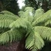 Dicksonia Antarctica | 9cm Pot -Plants outlet store RH30004957 917a
