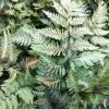 Athyrium Niponicum Metallicum | 9cm Pot 1 Athyrium Niponicum Metallicum | 9cm Pot -Plants outlet store RH30004958 4427