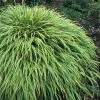 Hakonechloa Macra Albovariegata | 9cm Pot 2 Hakonechloa Macra Albovariegata | 9cm Pot -Plants outlet store RH30004964 9a55