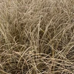 Carex Buchananii Red Rooster | 9cm Pot