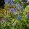 Corydalis Sapphire Gold (PBR) | 9cm Pot -Plants outlet store RH30004980 1030