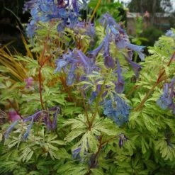 Corydalis Sapphire Gold (PBR) | 9cm Pot