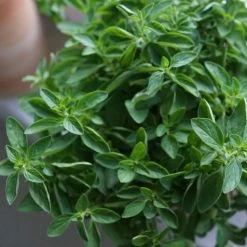 Origanum Vulgare | 9cm Pot