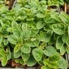 Origanum Vulgare Variegatum | 9cm Pot 2 Origanum Vulgare Variegatum | 9cm Pot -Plants outlet store RH30004994 d34d