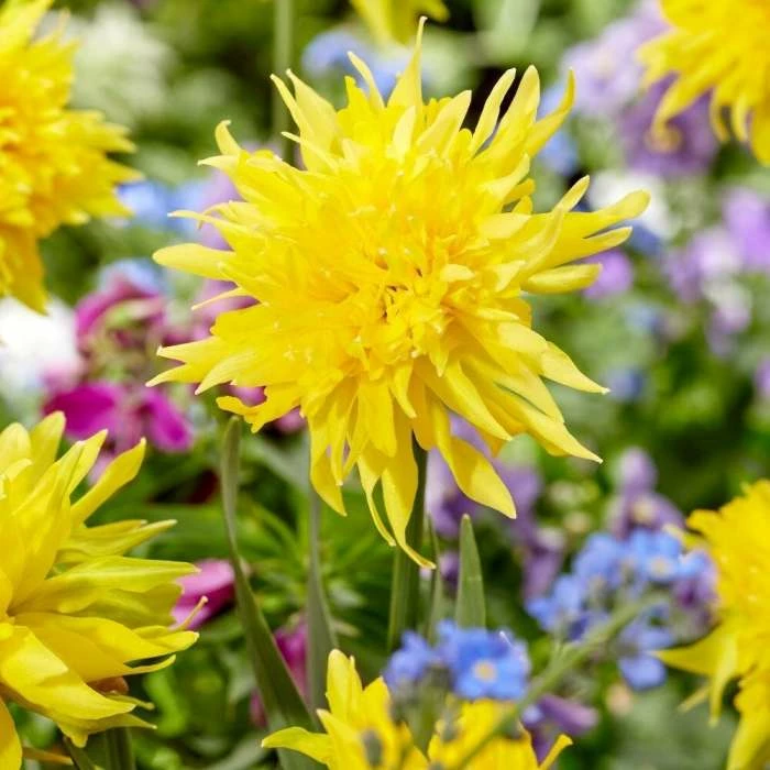 Narcissus Rip Van Winkle - Potted Bulbs | 9cm Pot (3 Per Pot) 3 Narcissus Rip Van Winkle - Potted Bulbs | 9cm Pot (3 Per Pot)