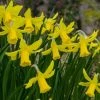 Narcissus February Gold - Potted Bulbs | 9cm Pot (3 Per Pot) -Plants outlet store RH30005187 cd35