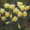 Narcissus Topolino - Potted Bulbs | 9cm Pot (3 Per Pot) -Plants outlet store RH30005190 ff0d