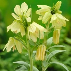Fritillaria Pallidiflora - Potted Bulbs | 12cm Pot (3 Per Pot)