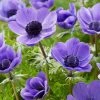 Anemone Coronaria (De Caen Group) Mr Fokker - Potted Bulbs | 9cm Pot -Plants outlet store RH30005210 27cd