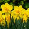 Narcissus Carlton - Potted Bulbs | 9cm Pot (2 Per Pot) 1 Narcissus Carlton - Potted Bulbs | 9cm Pot (2 Per Pot) -Plants outlet store RH30005212 35af