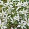 Ornithogalum Umbellatum - Potted Bulbs | 9cm Pot (3 Per Pot) -Plants outlet store RH30005213 7524