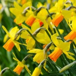 Narcissus Jetfire - Potted Bulbs | 9cm Pot (3 Per Pot)