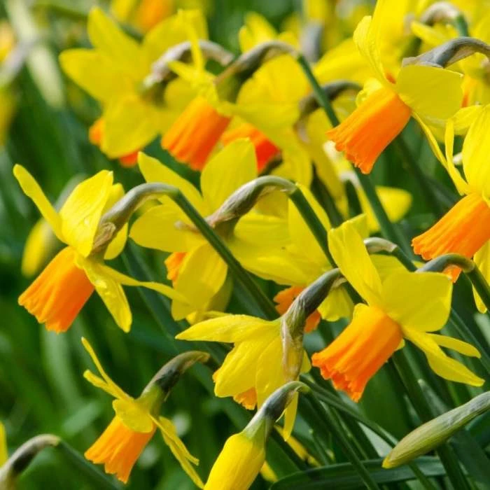 Narcissus Jetfire - Potted Bulbs | 9cm Pot (3 Per Pot) 3 Narcissus Jetfire - Potted Bulbs | 9cm Pot (3 Per Pot)