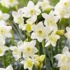 Narcissus Pueblo - Potted Bulbs | 9cm Pot (3 Per Pot) 2 Narcissus Pueblo - Potted Bulbs | 9cm Pot (3 Per Pot) -Plants outlet store RH30005217 9bb0