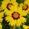 Coreopsis Grandiflora SunKiss ('M8867p') (PBR) | 9cm Pot -Plants outlet store RH30005336 44be