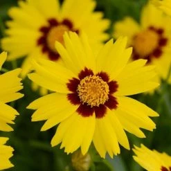 Coreopsis Grandiflora SunKiss ('M8867p') (PBR) | 9cm Pot