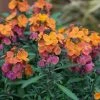 Erysimum Spring Breeze Sunset | 9cm Pot -Plants outlet store RH30005337 2634