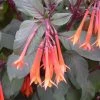 Fuchsia Thalia | 9cm Pot -Plants outlet store RH30005382 2404