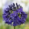 Agapanthus Dark Silk | 9cm Pot 2 Agapanthus Dark Silk | 9cm Pot -Plants outlet store RH30005383 852a