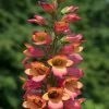 Digitalis X Valinii Foxlight Ruby Glow ('Takforug') (PBR) (Foxlight Series) | 9cm Pot -Plants outlet store RH30005416 021e
