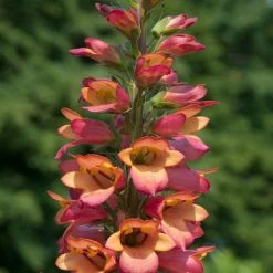 Digitalis X Valinii Foxlight Ruby Glow ('Takforug') (PBR) (Foxlight Series) | 9cm Pot