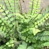 Asplenium Trichomanes | 9cm Pot 1 Asplenium Trichomanes | 9cm Pot -Plants outlet store RH30005432 9773