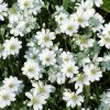 Cerastium Tomentosum | 9cm Pot -Plants outlet store RH30005433 2336