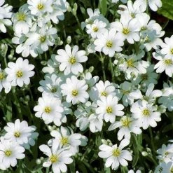 Cerastium Tomentosum | 9cm Pot